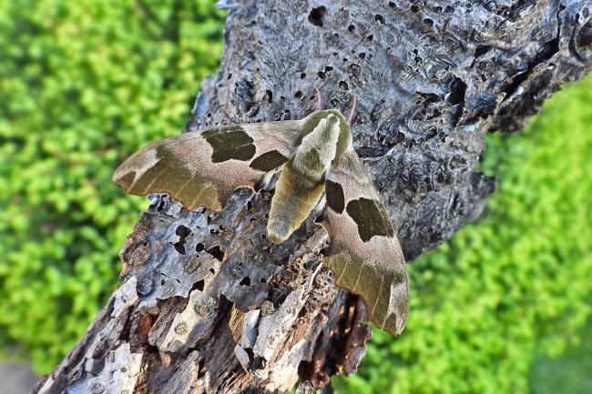Lime Hawk-moth (Mimas tiliae), adult. Chester-le-Street, 27-04-2020. Copyright Keith Dover.