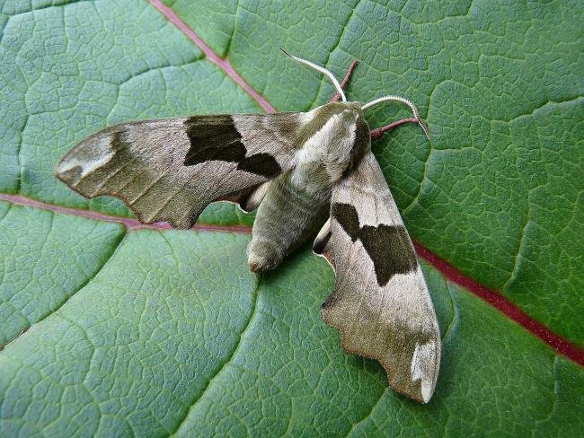 Lime Hawk-moth (Mimas tiliae), adult. Chester-le-Street, 11-06-2009. Copyright Keith Dover.