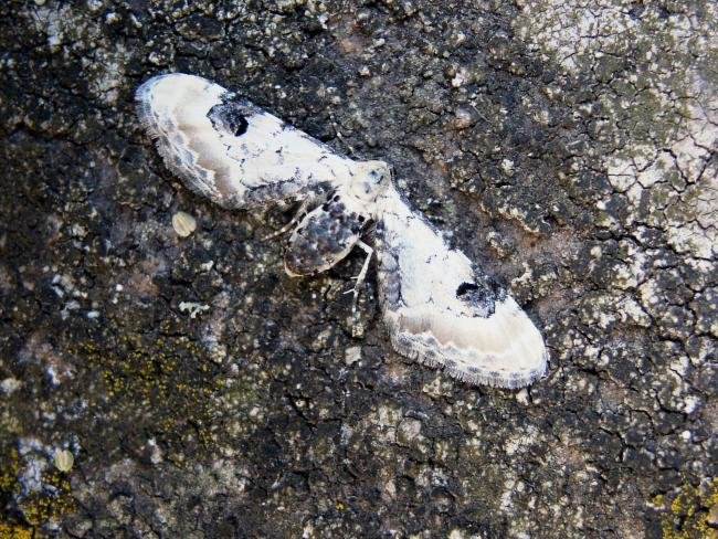 Lime-speck Pug (Eupithecia centaureata), adult. Chester-le-Street, 12-07-2005. Copyright Keith Dover.