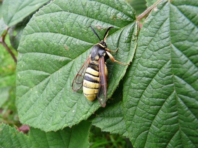 Lunar Hornet Moth (Sesia bembeciformis), adult. Taken outside Durham, 07-07-2009. Copyright Keith Dover.