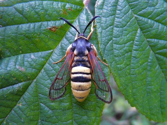 Lunar Hornet Moth (Sesia bembeciformis), adult. Taken outside Durham, 07-07-2009. Copyright Keith Dover.