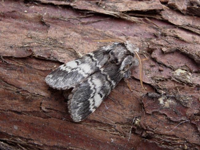 Lunar Marbled Brown (Drymonia ruficornis), adult. Comb Bridges, 16-04-2007. Copyright Keith Dover.
