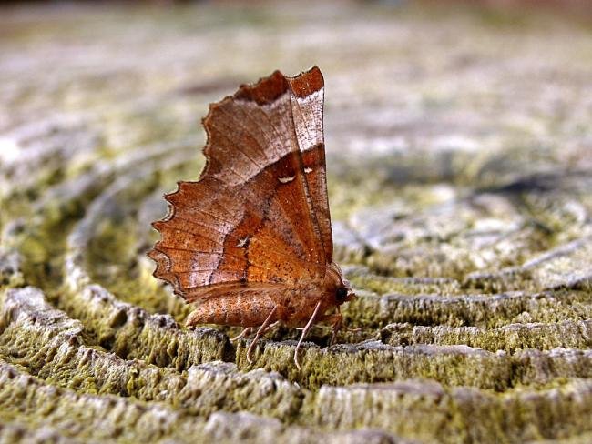 Lunar Thorn (Selenia lunularia), adult. Taken outside Durham, 04-06-2007. Copyright Keith Dover.