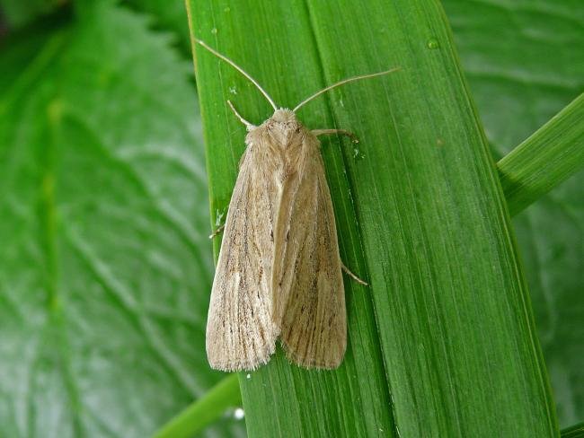 Lyme Grass (Longalatedes elymi), adult. Taken outside Durham, 15-06-2009. Copyright Keith Dover.
