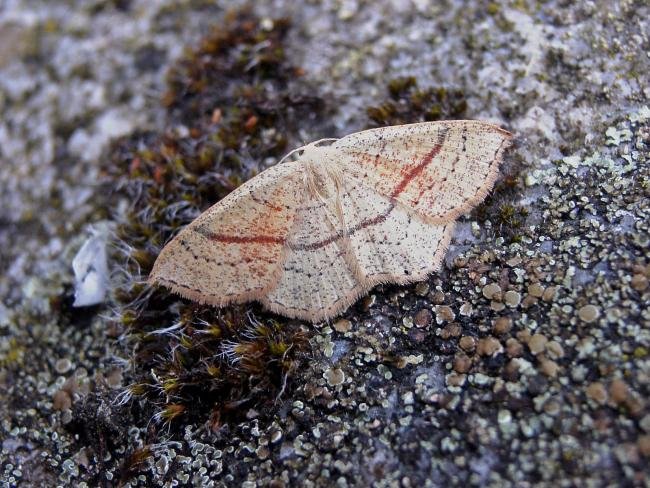 Maiden's Blush (Cyclophora punctaria), adult. Taken outside Durham, 23-08-2006. Copyright Keith Dover.