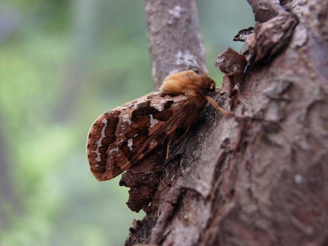 Map-winged Swift (Korscheltellus fusconebulosa), adult. Taken outside Durham, 19-06-2007. Copyright Keith Dover.