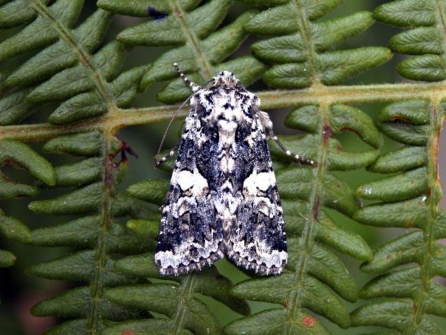 Marbled Coronet (Hadena confusa), adult. Taken outside Durham, 29-07-2004. Copyright Keith Dover.