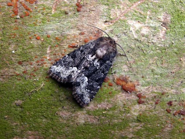 Marbled Minor agg. (Oligia strigilis agg.), adult. Taken outside Durham, 16-06-2006. Copyright Keith Dover.