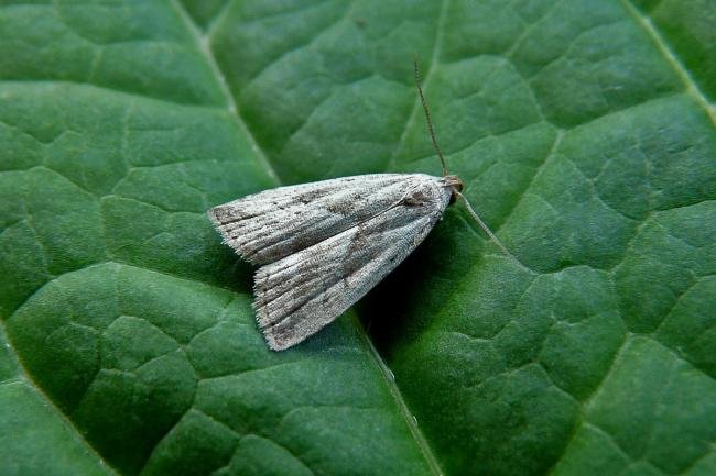 Marsh Oblique-barred (Hypenodes humidalis), adult. Chester-le-Street, 21-07-2014. Copyright Keith Dover.
