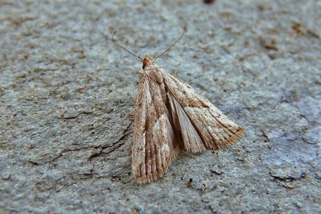 Marsh Oblique-barred (Hypenodes humidalis), adult. Chester-le-Street, 22-07-2014. Copyright Keith Dover.