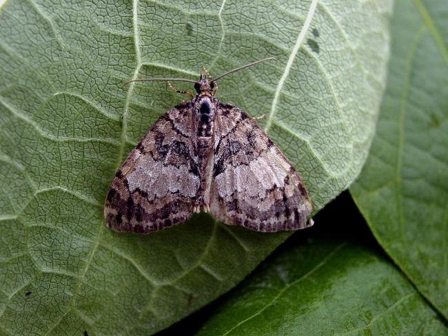 May Highflyer (Hydriomena impluviata), adult. Taken outside Durham, 14-07-2005. Copyright Keith Dover.