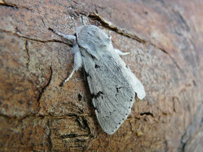 Miller (Acronicta leporina), adult. Chester-le-Street, 03-06-2009. Copyright Keith Dover.