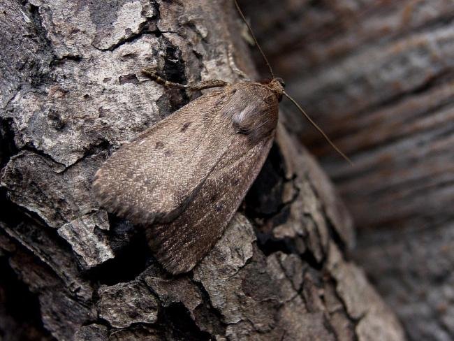 Mouse Moth (Amphipyra tragopoginis), adult. Taken outside Durham, 16-08-2004. Copyright Keith Dover.