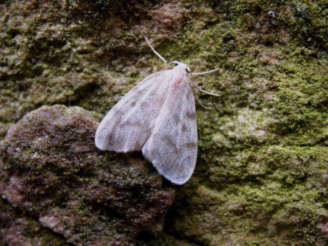 Muslin Footman (Nudaria mundana), adult. Taken outside Durham, 17-07-2004. Copyright Keith Dover.