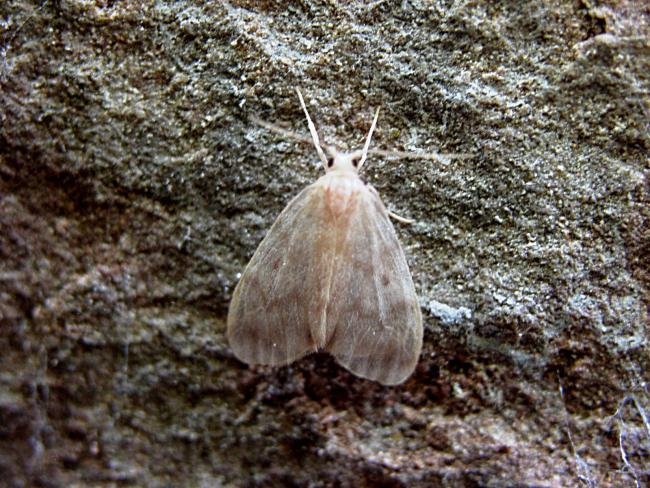 Muslin Footman (Nudaria mundana), adult. Taken outside Durham, 15-07-2006. Copyright Keith Dover.