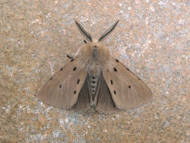 Muslin Moth (Diaphora mendica), adult. Chester-le-Street, 21-04-2007. Copyright Keith Dover.