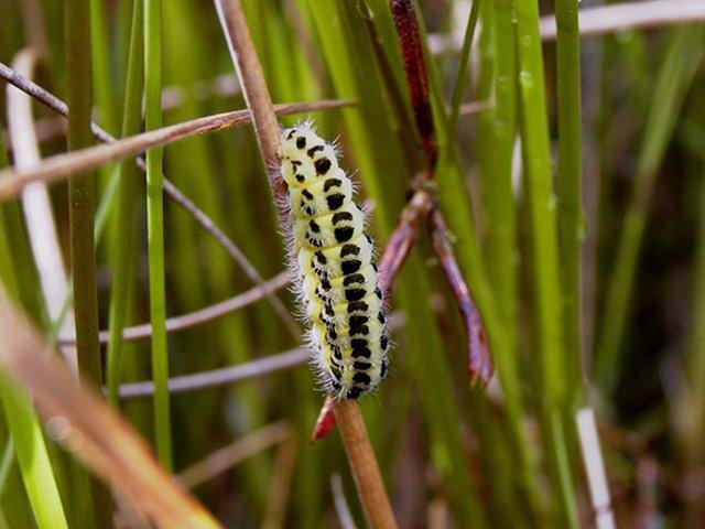 Narrow-bordered Five-spot Burnet (Zygaena lonicerae), larval. Copyright Keith Dover.
