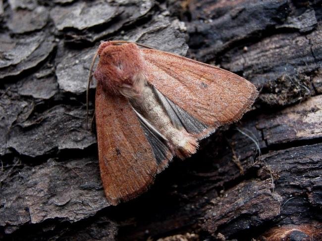 Neglected Rustic (Xestia castanea), adult. Knitsley Fell, 18-08-2004. Copyright Keith Dover.