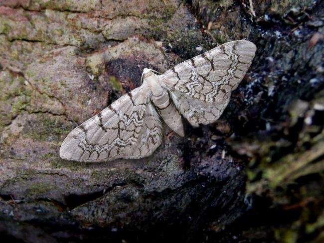 Netted Pug (Eupithecia venosata), adult. Taken outside Durham, 26-01-2006. Copyright Keith Dover.