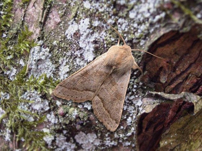 Northern Drab (Orthosia opima), adult. Taken outside Durham, 06-02-2006. Copyright Keith Dover.
