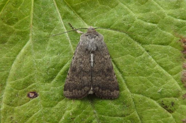 Northern Rustic (Standfussiana lucernea), adult. Taken outside Durham, 26-06-2017. Copyright Keith Dover.