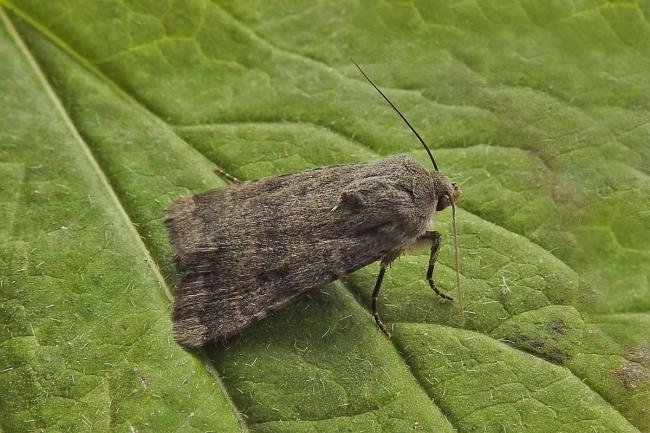 Northern Rustic (Standfussiana lucernea), adult. Taken outside Durham, 26-06-2017. Copyright Keith Dover.