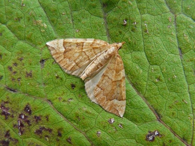 Northern Spinach (Eulithis populata), adult. Taken outside Durham, 05-08-2009. Copyright Keith Dover.