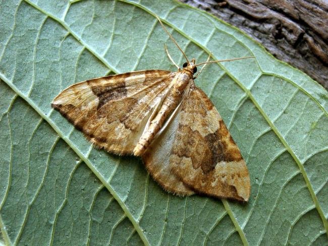 Northern Spinach (Eulithis populata), adult. Knitsley Fell, 01-09-2004. Copyright Keith Dover.