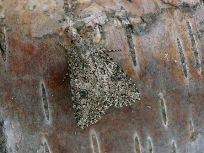 Nutmeg (Anarta trifolii), adult. Chester-le-Street, 20-08-2006. Copyright Keith Dover.