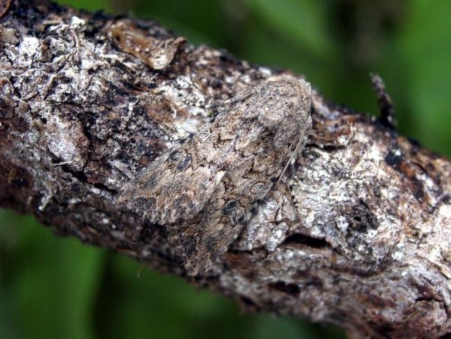 Nutmeg (Anarta trifolii), adult. Taken outside Durham, 29-07-2004. Copyright Keith Dover.
