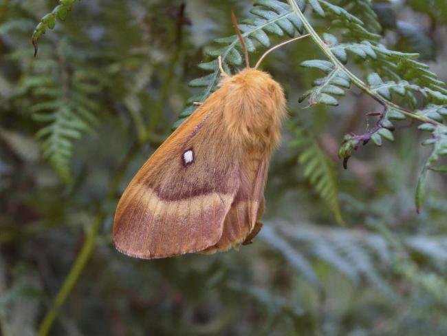 Oak Eggar (Lasiocampa quercus), adult, female. Taken outside Durham, 26-07-2004. Copyright Keith Dover.