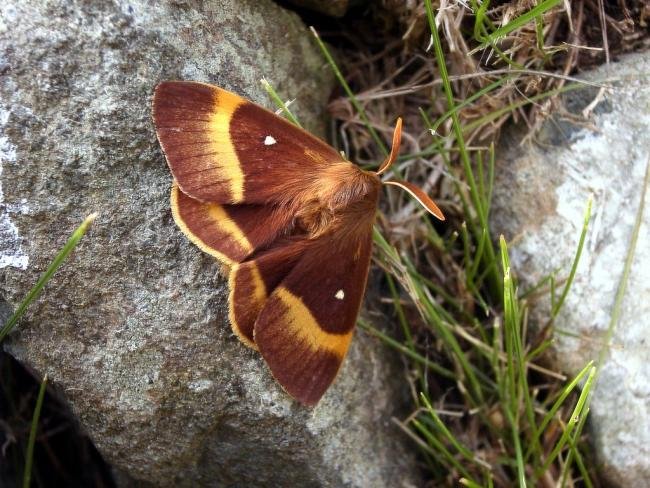 Oak Eggar (Lasiocampa quercus), adult, male. Taken outside Durham, 30-07-2004. Copyright Keith Dover.