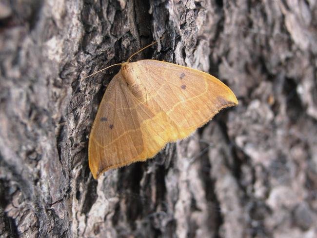 Oak Hook-tip (Watsonalla binaria), adult. Chester-le-Street, 29-07-2006. Copyright Keith Dover.