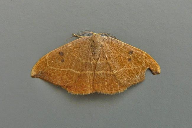 Oak Hook-tip (Watsonalla binaria), adult. Chester-le-Street, 03-09-2014. Copyright Keith Dover.