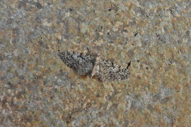 Oak-tree Pug (Eupithecia dodoneata), adult. Chester-le-Street, 18-04-2019. Copyright Keith Dover.