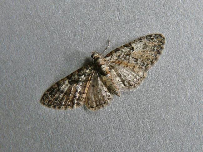 Oak-tree Pug (Eupithecia dodoneata), adult. Chester-le-Street, 24-04-2009. Copyright Keith Dover.