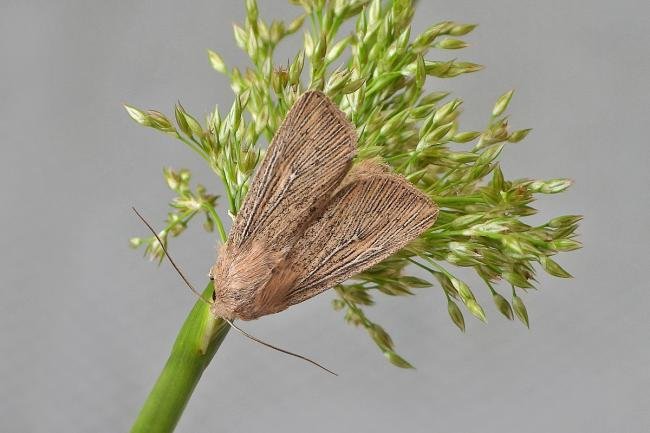 Obscure Wainscot (Leucania obsoleta), adult. Chester-le-Street, 24-06-2021. Copyright Keith Dover.