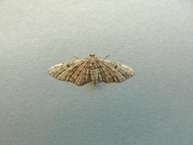 Ochreous Pug (Eupithecia indigata), adult. Taken outside Durham, 03-07-2010. Copyright Keith Dover.