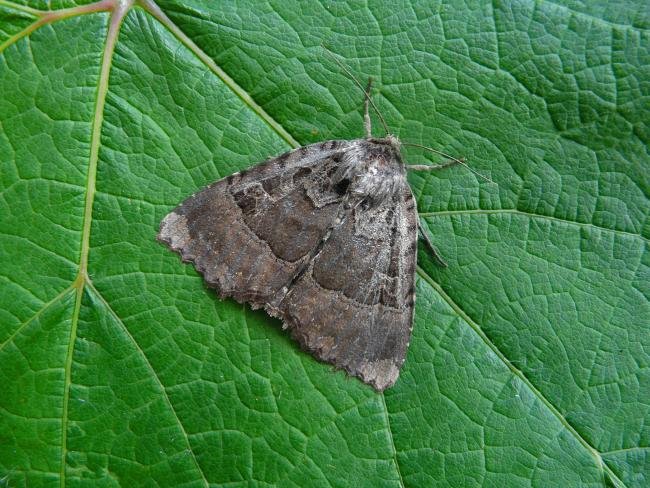 Old Lady (Mormo maura), adult. Chester-le-Street, 16-08-2012. Copyright Keith Dover.