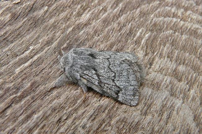 Pale Eggar (Trichiura crataegi), adult. 04-08-2014. Copyright Keith Dover.