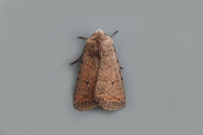 Pale Mottled Willow (Caradrina clavipalpis), adult. Chester-le-Street. Copyright Keith Dover.