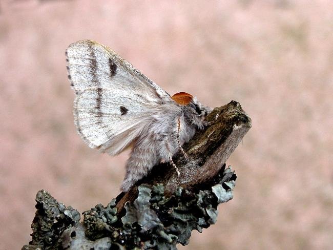Pale Tussock (Calliteara pudibunda), adult. Taken outside Durham, 18-05-2007. Copyright Keith Dover.