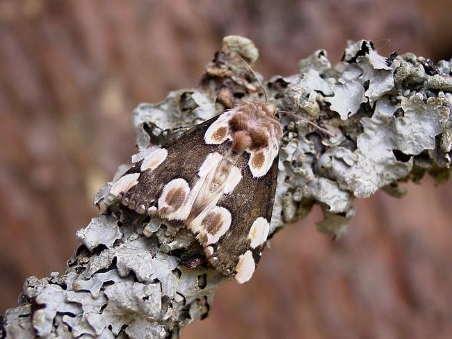 Peach Blossom (Thyatira batis), adult. Taken outside Durham, 18-05-2007. Copyright Keith Dover.