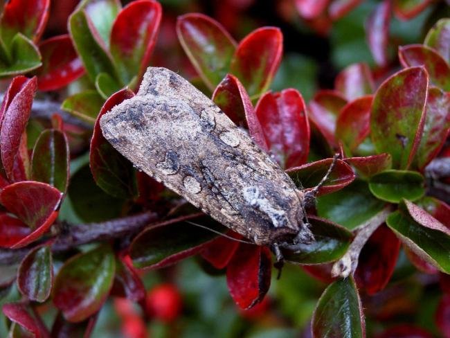 Pearly Underwing (Peridroma saucia), adult. Chester-le-Street, 12-10-2004. Copyright Keith Dover.