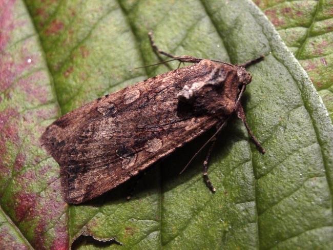 Pearly Underwing (Peridroma saucia), adult. Chester-le-Street, 11-10-2004. Copyright Keith Dover.