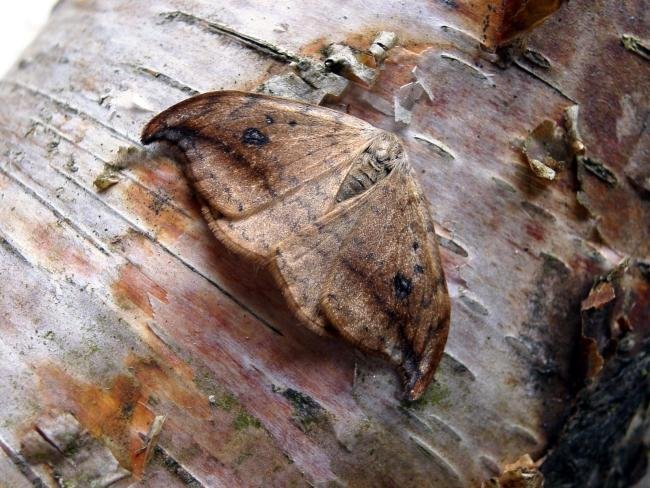 Pebble Hook-tip (Drepana falcataria), adult. Chester-le-Street, 25-05-2005. Copyright Keith Dover.