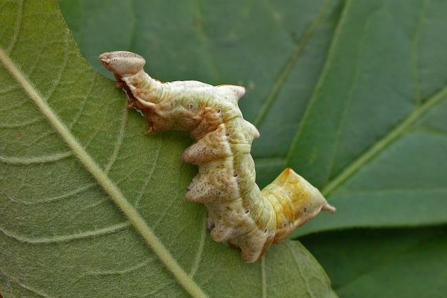 Pebble Prominent (Notodonta ziczac), larval. Chester-le-Street, 26-08-2015. Copyright Keith Dover.