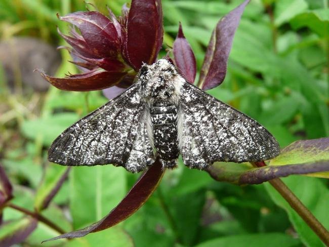 Peppered Moth (Biston betularia) f. insularia, adult. Taken outside Durham, 03-07-2008. Copyright Keith Dover.