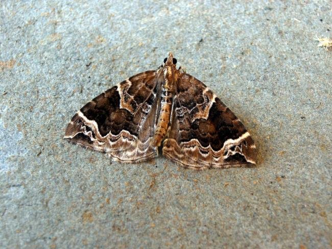 Phoenix (Eulithis prunata), adult. Taken outside Durham, 09-07-2005. Copyright Keith Dover.