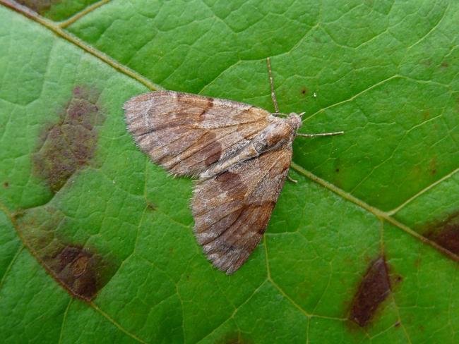 Pine Carpet (Pennithera firmata), adult. Chester-le-Street, 12-09-2008. Copyright Keith Dover.